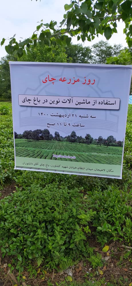 برداشت برگ سبز چای با استفاده از ماشین برگ چین تک نفره شارژی برای اولین بار در کشور در لاهیجان